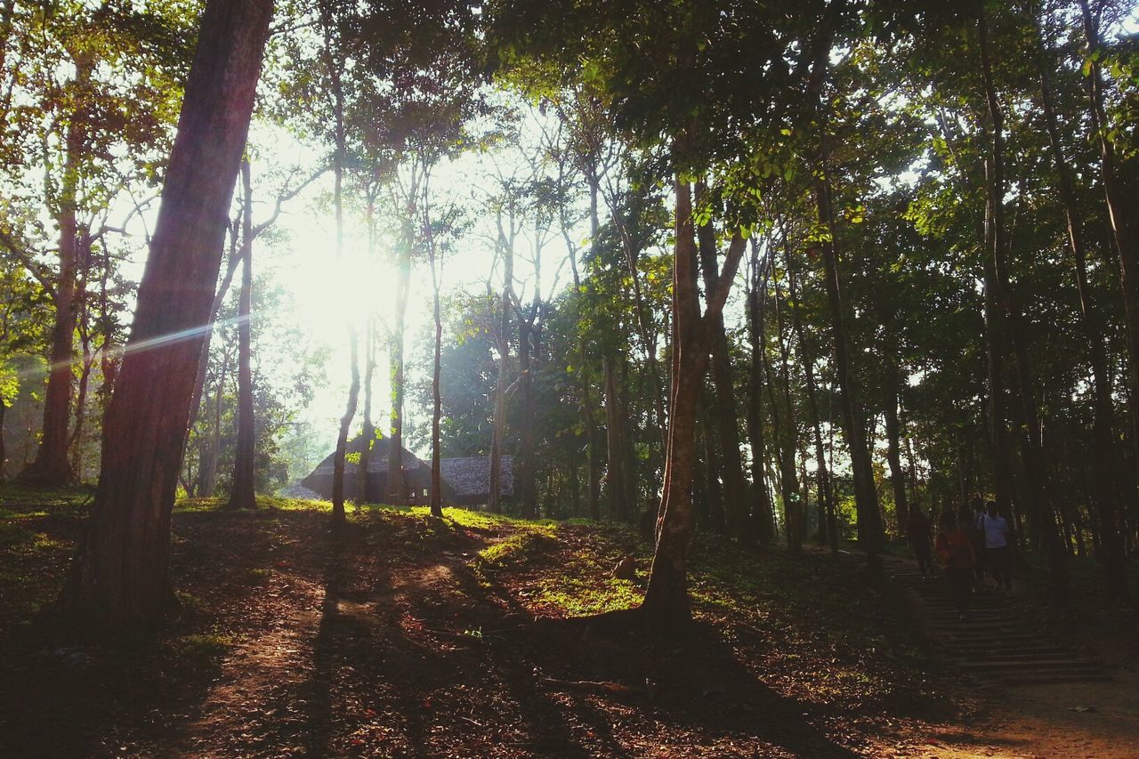 tree, growth, sunlight, sunbeam, sun, tranquility, lens flare, nature, tree trunk, branch, park - man made space, tranquil scene, beauty in nature, shadow, forest, green color, sunny, outdoors, footpath, scenics