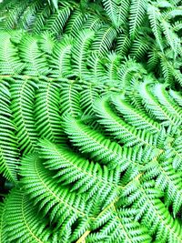 Full frame shot of leaf