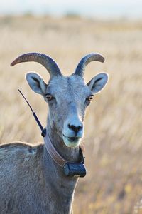 Close-up portrait of a mountain goat 