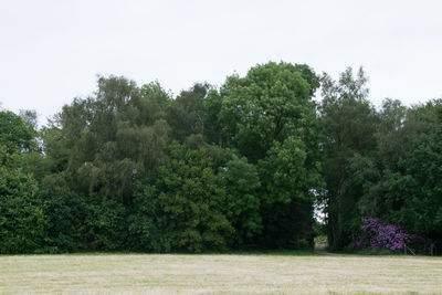 Trees on field against clear sky