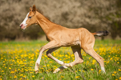 Side view of a horse on field