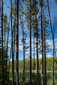 Trees in forest against sky