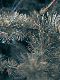 Close-up of pine tree during winter