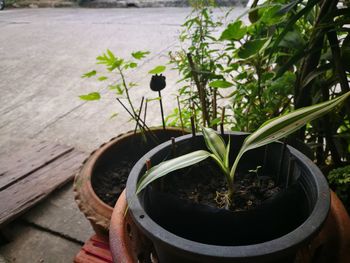 Close-up of plants by water