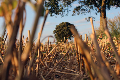 Close-up of straw on field during sunset