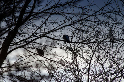 Low angle view of birds perching on branch