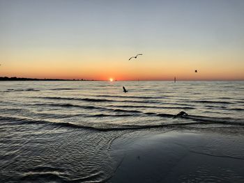 Seagulls flying over sea at sunset