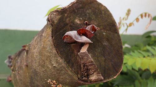 Close-up of tree trunk against clear sky