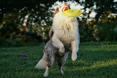 Close-up of an australian shepherd dog catching disc