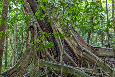 Dead tree in forest