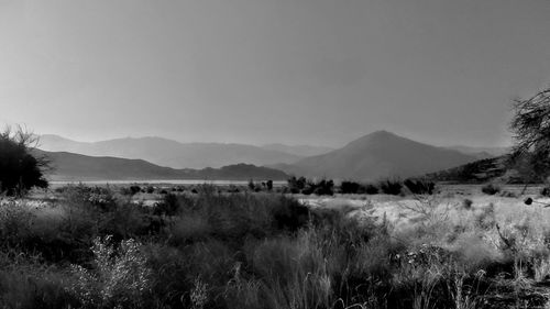 Scenic view of field against clear sky