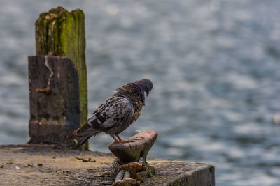 Close-up of bird perching on wooden post