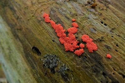 High angle view of red berries on tree trunk