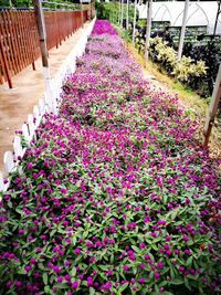 Purple flowers growing in field