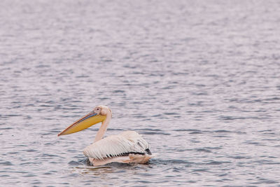 View of pelican swimming in lake