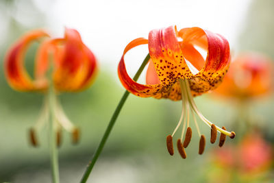 Close-up of orange flowering plant