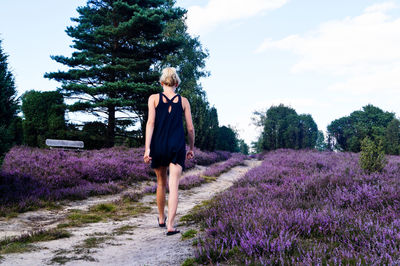 Full length rear view of woman walking amidst lavender flowers on field