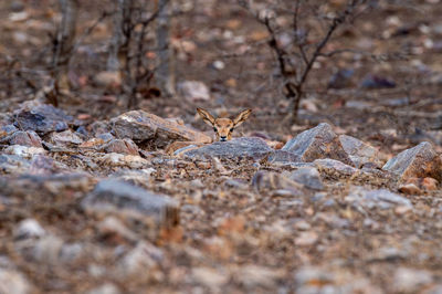 Close-up of lizard on rock