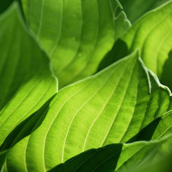 Full frame shot of green leaves