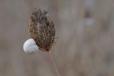 Close-up of snail on plant 