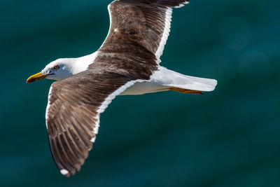 Close-up of seagull flying