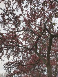 Low angle view of cherry blossoms against sky