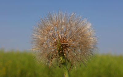 Close-up of dandelion growing in field