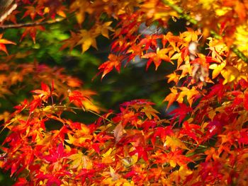 Close-up of maple leaves on tree during autumn