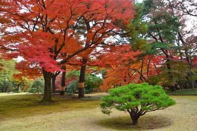 Trees in park during autumn