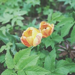 Close-up of orange flower