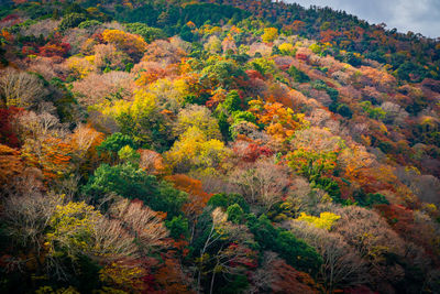 Scenic view of forest during autumn