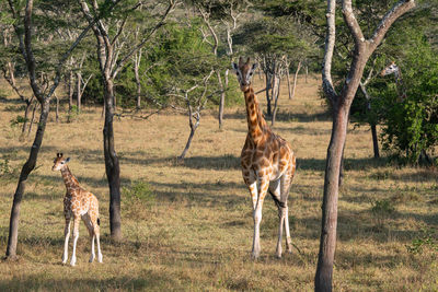 Baringo giraffe, giraffa camelopardalis, national park, uganda
