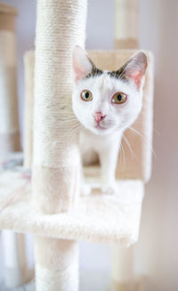 Close-up portrait of cat at home