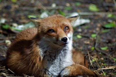 Close-up of a monkey looking away