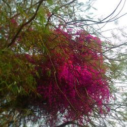 Pink flowers on tree