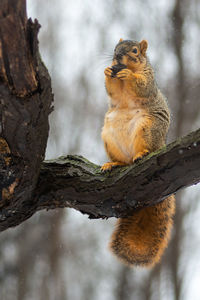 Squirrel sitting on tree trunk