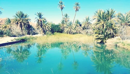 Scenic view of palm trees against blue sky