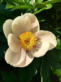 Close-up of white flowering plant