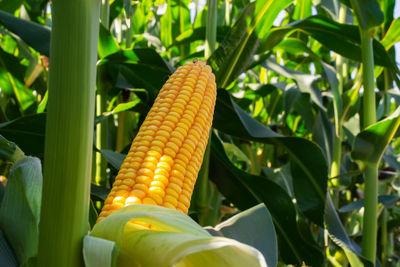 Close-up of corn on plants