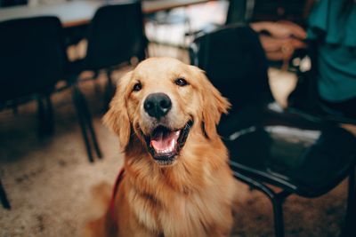 Portrait of golden retriever