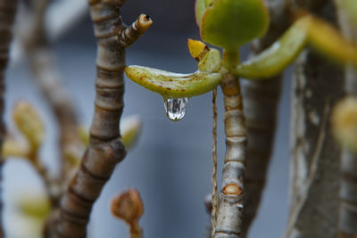 Close-up of wet plant