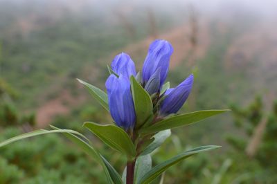 Close-up of purple flowers blooming outdoors