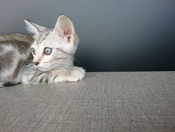 Portrait of cat sitting on floor