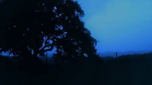 Low angle view of trees against sky at night