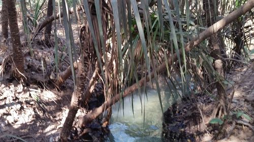 Plants growing in forest