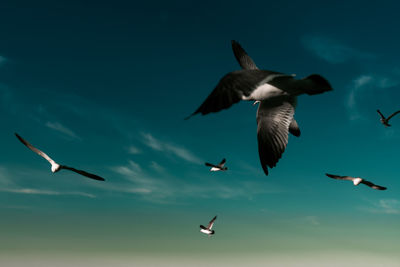 Low angle view of seagulls flying