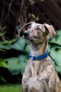 Close-up of a  galgo waiting for food 