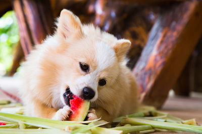 Close-up of a dog