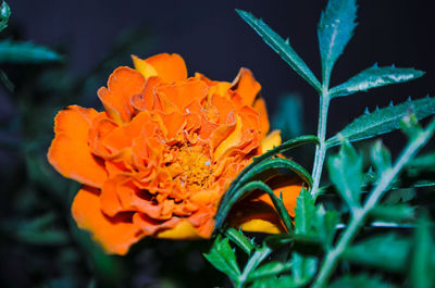 Close-up of orange flower blooming outdoors