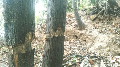 Trees in forest